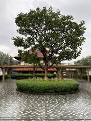 Sophia Hills (D9), Condominium #638166131
